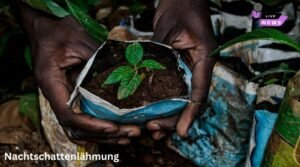 Nachtschattenlähmung